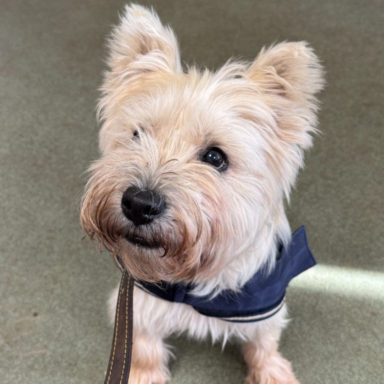 Tycho: Out of the Dark